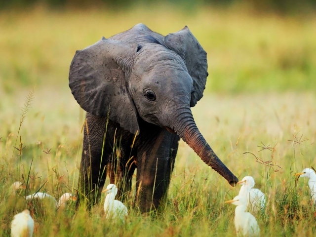 Слоненок и птенцы