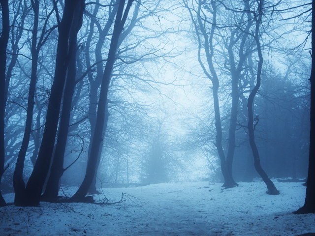 Туман в зимнем лесу