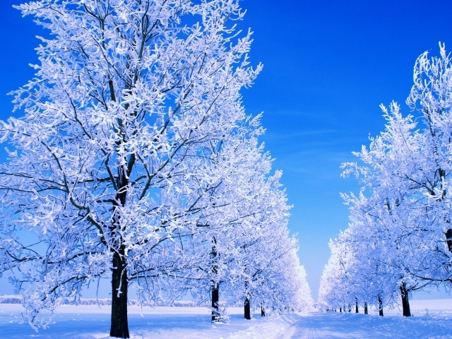 Обледеневшие деревья и зимняя дорога