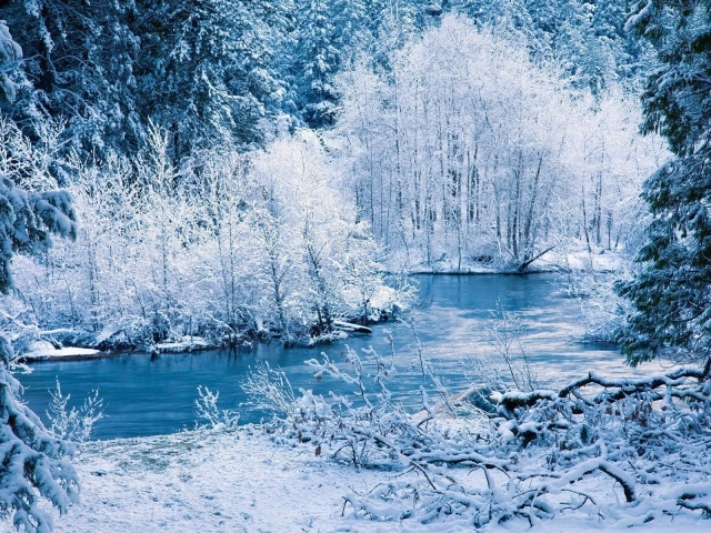 Ледяной зимний лес