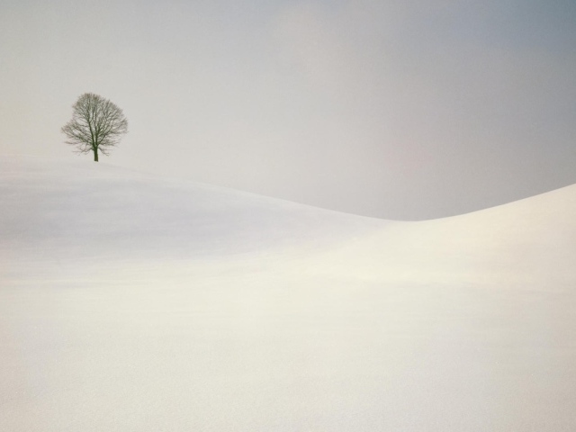 Одинокое дерево на заснеженных холмах