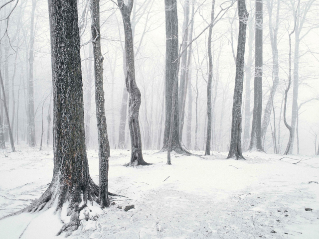 Одинокий зимний лес