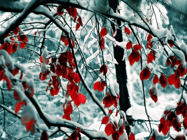 Красные листья в снегу