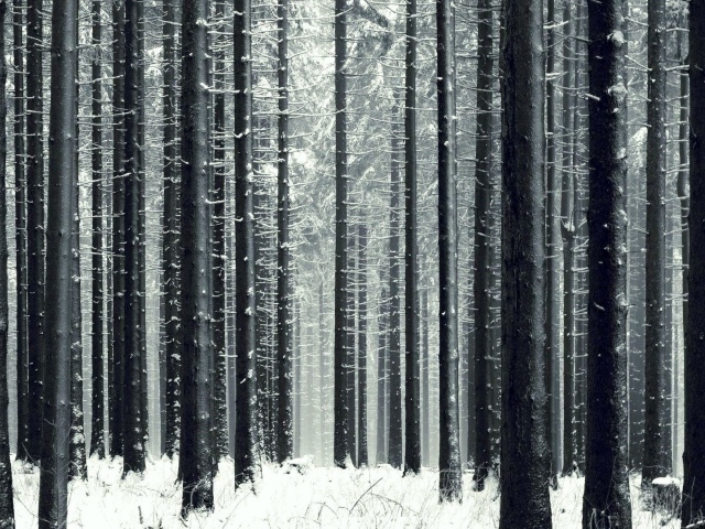 Стройный зимний лес