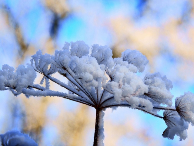 Снежный цветок