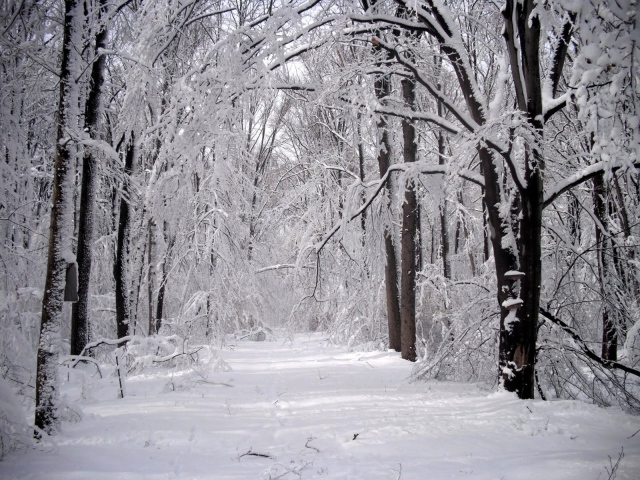 Белоснежная дорога зимой