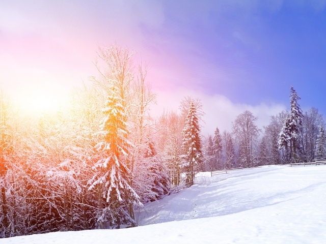 Солнце в зимнем лесу