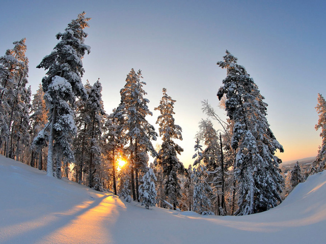 Деревья под тяжёлым снегом в зимнем лесу