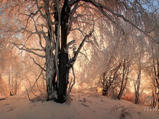 Зимние узоры в заснеженном лесу