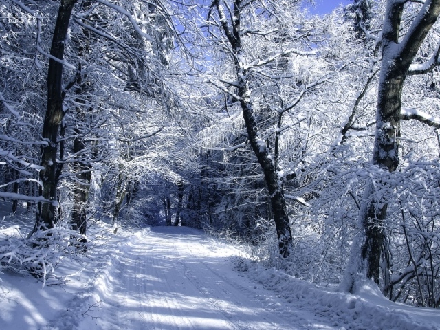 Зимняя дорога в белоснежном лесу