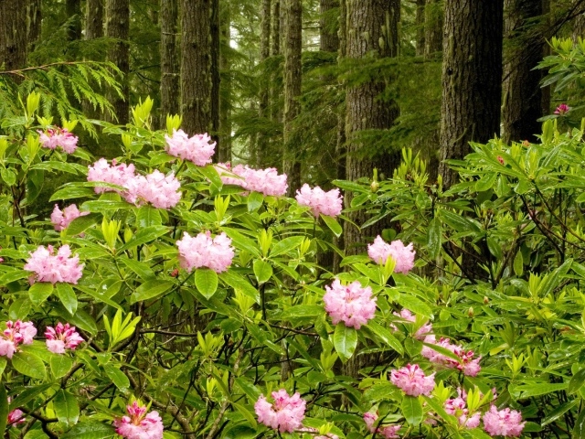 Парк в штате Вашингтон