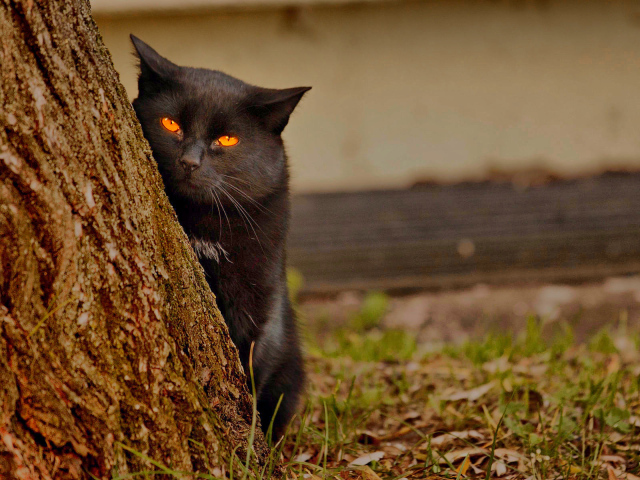 Найди черного кота шпиона