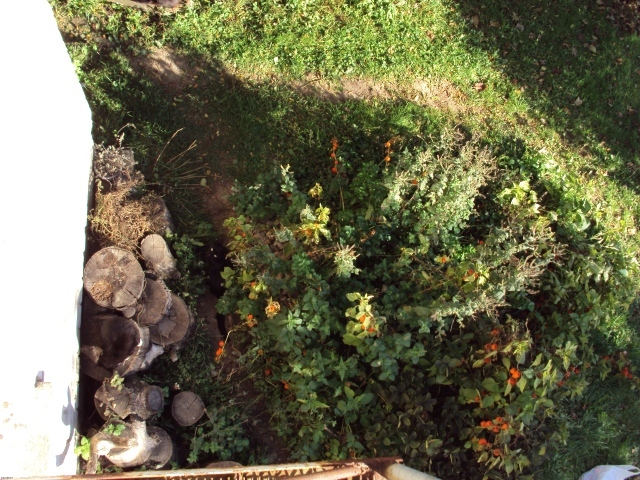 Найди кота во дворе