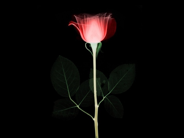 Абстрактная роза