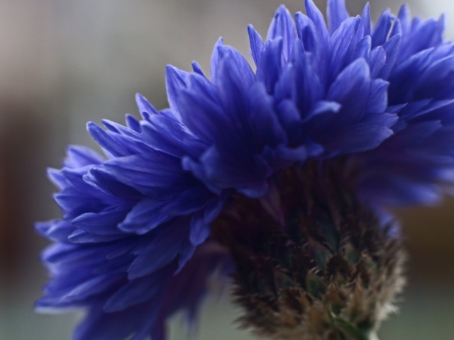 Лютик синий