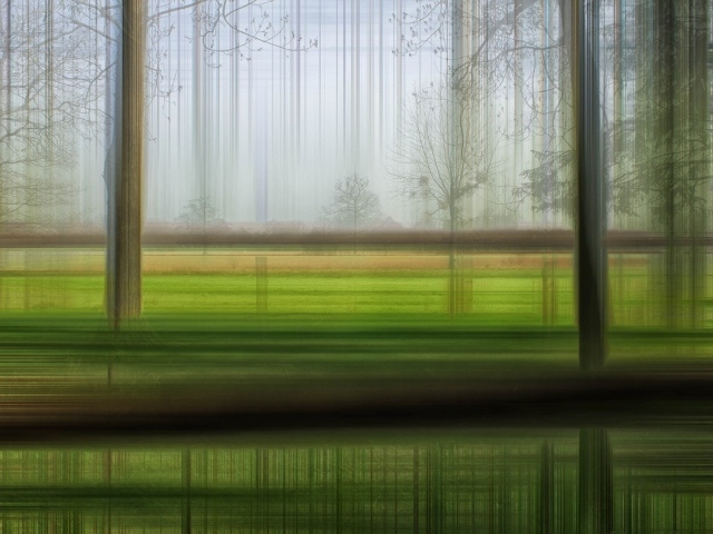 Размытый лес