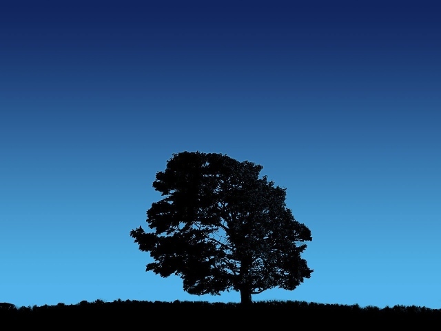 Дерево на фоне неба