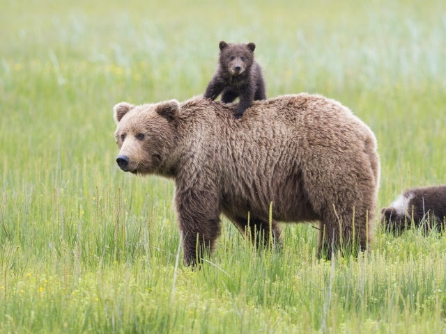 Mедведица и медвежонок на траве
