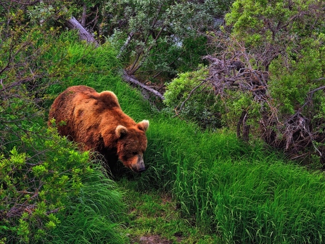 Медведь в лесу