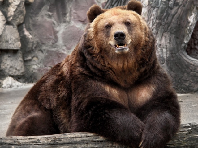 Медведь в зоопарке