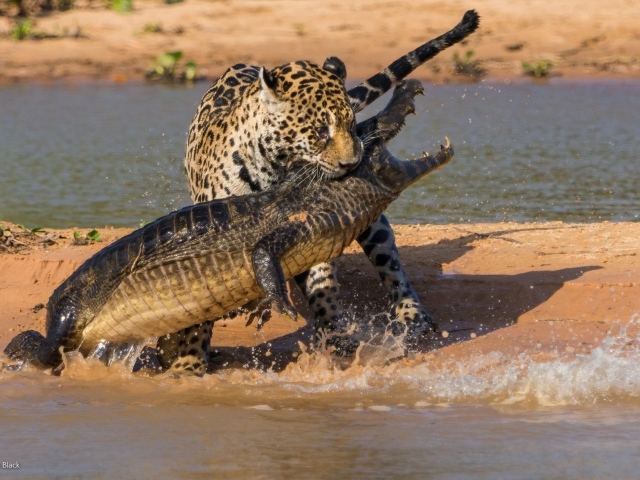 Борьба ягуара и крокодила