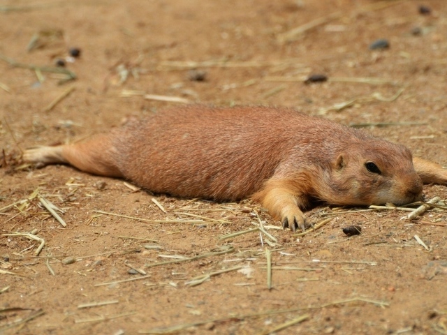 Cуслик отдыхающий