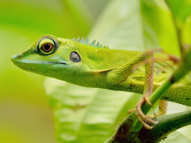 Зеленый зверь в джунглях
