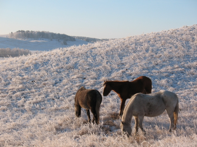 Лошади на зимнем поле