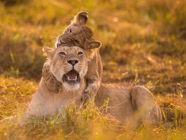 Львица и детёныш на травке