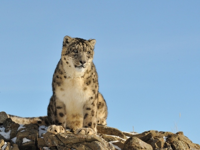 Грустное животное