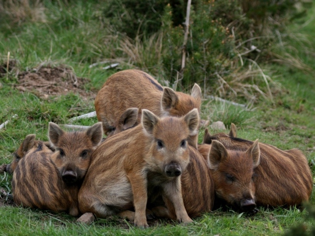 Cемъя животных на траве