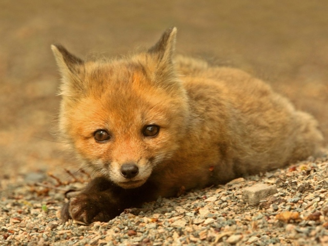 Маленький зверек