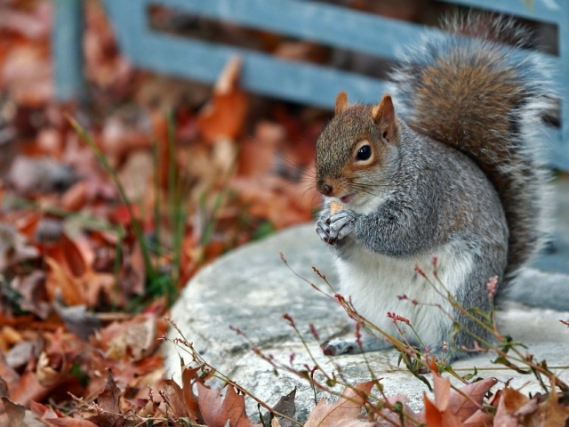 Белочка в осенних листъях