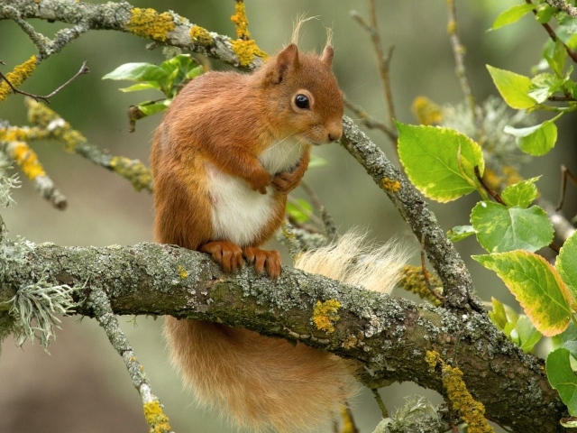 Белка сидит на ветке