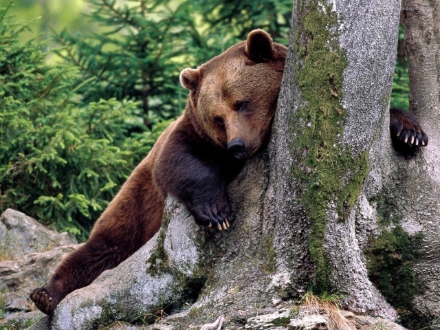 Медведь обнимает дерево