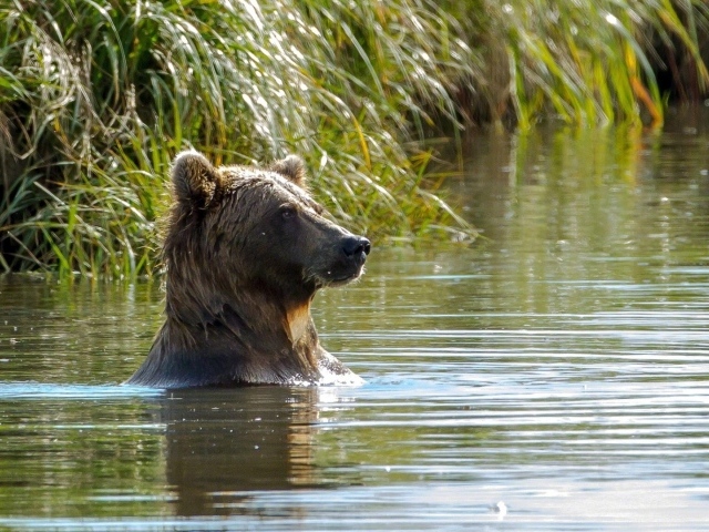 Медведь в воде