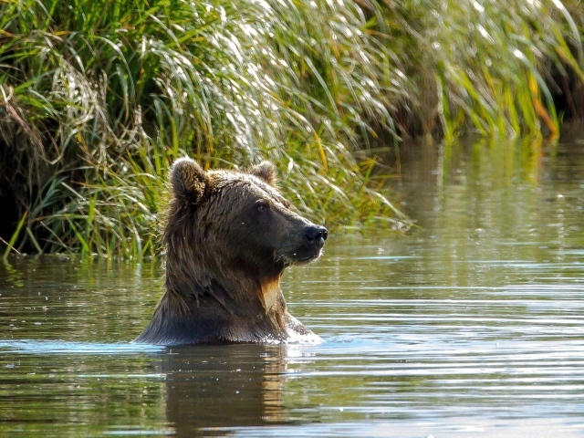 Медведь купается в реке