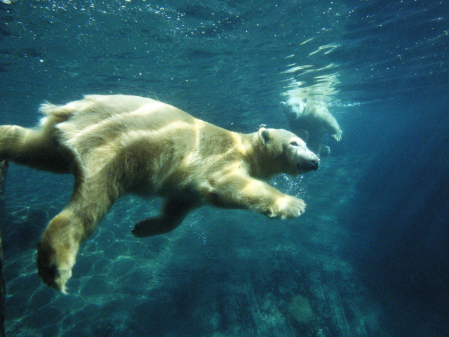 Белый медведь плывет под водой