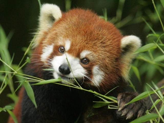 Рыжая панда