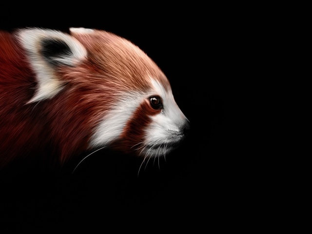 Красная панда на черном фоне