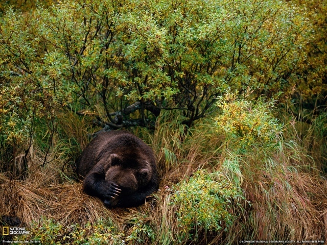 Медведь спит в траве