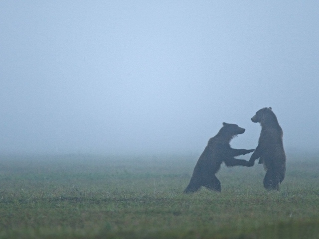 Встреча медведей