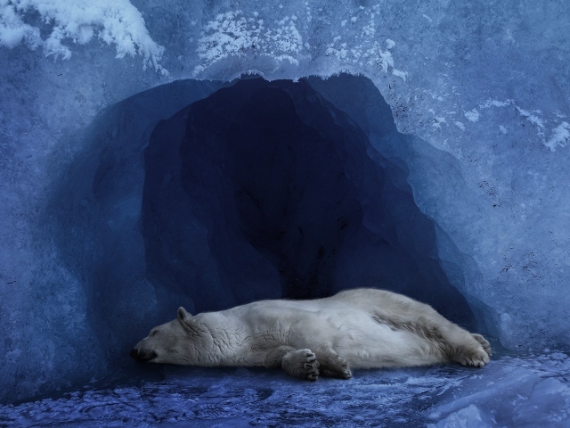 Белый медведь спит в ледяной пещере