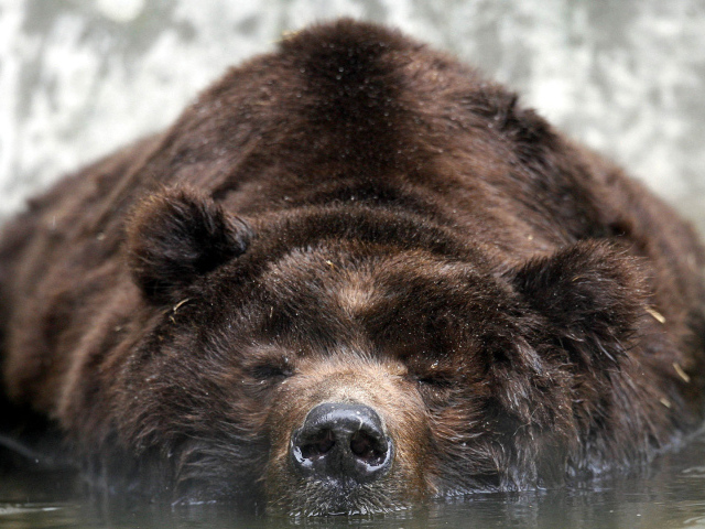 Медведь лежит в воде