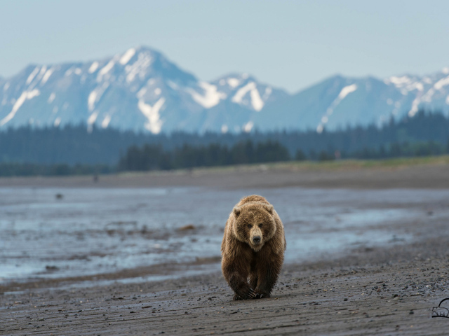 Медведь идет по пляжу