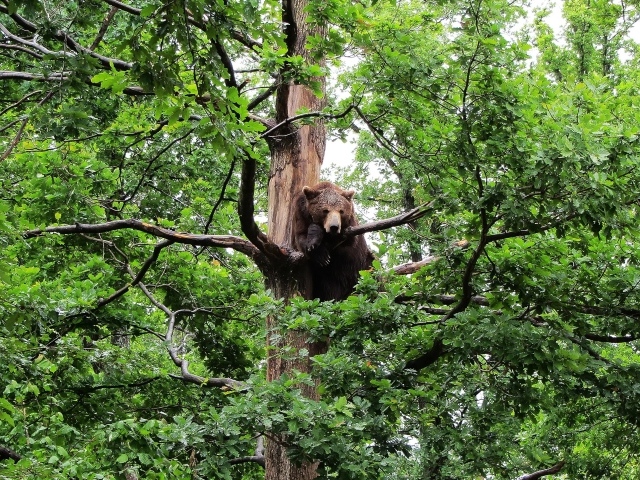 Медведь сидит на дереве