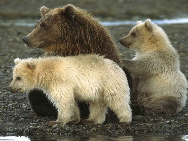 Национальный парк на Аляске