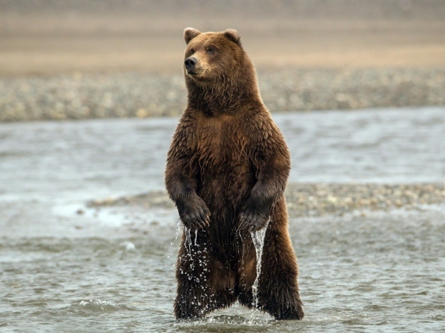 Медведь стоит в воде