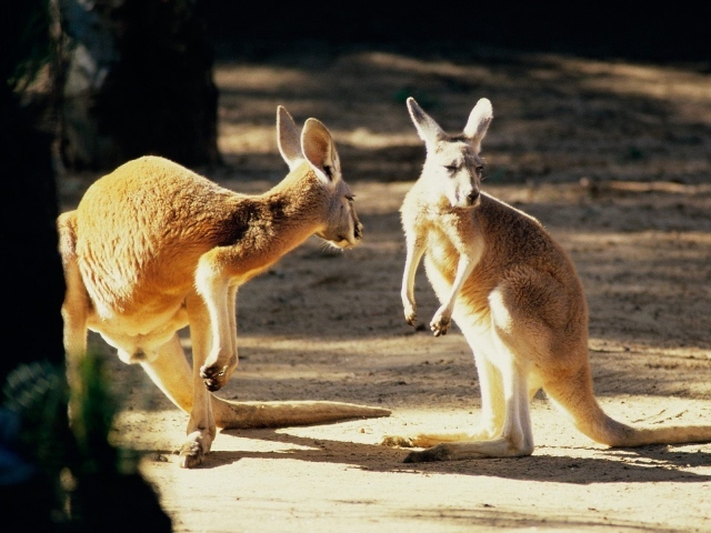 Австралийские кенгуру
