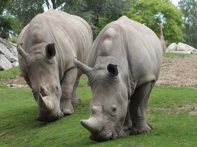 Носороги едят траву